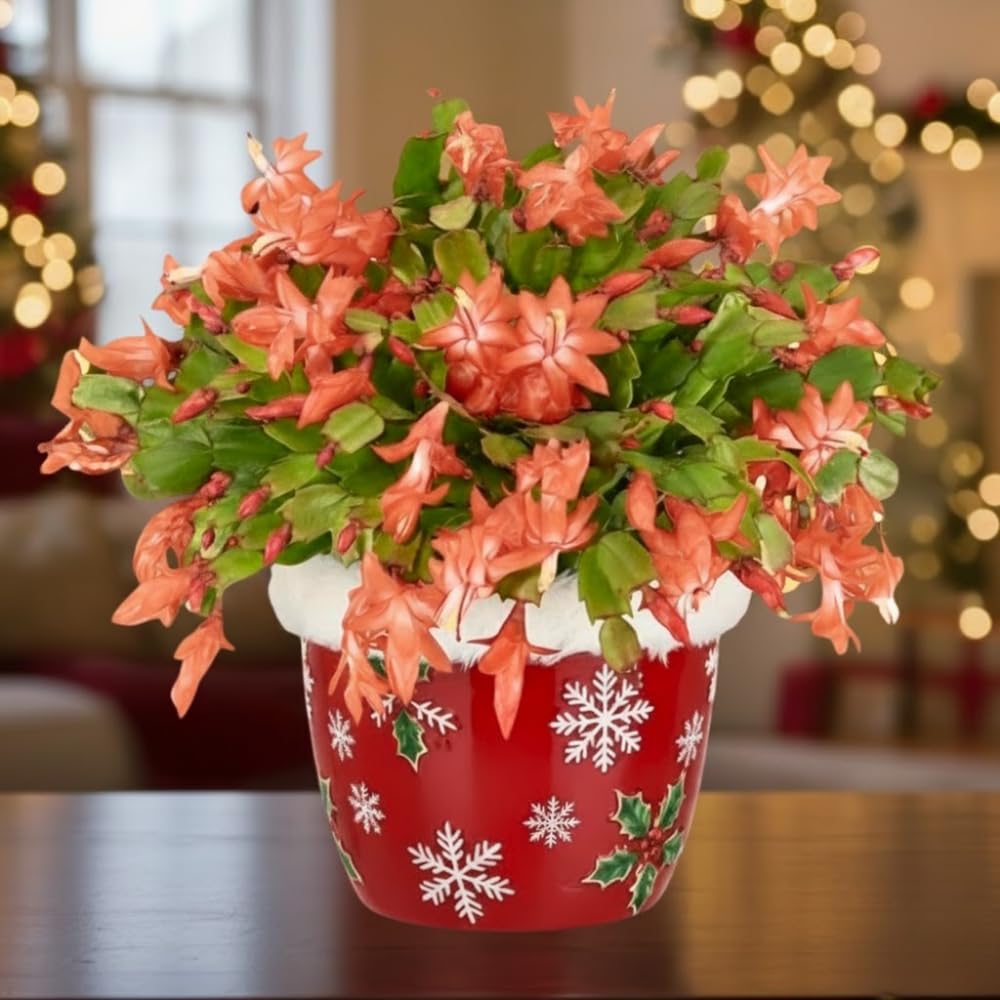 Christmas Cactus Plant, Thanksgiving Cactus in 4” Pot, Colorful Holiday Blooms, Indoor Gardens Growing (Peachy Christmas Cactus)