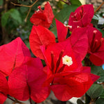 Sets 3 Climbing Bougainvillea Plants Live for Full Sun Trellis Tree, Shrub or Vine Bougainvillea Vibrant Bloom, Very Hardy, 5-9" Tall, Vibrant Red