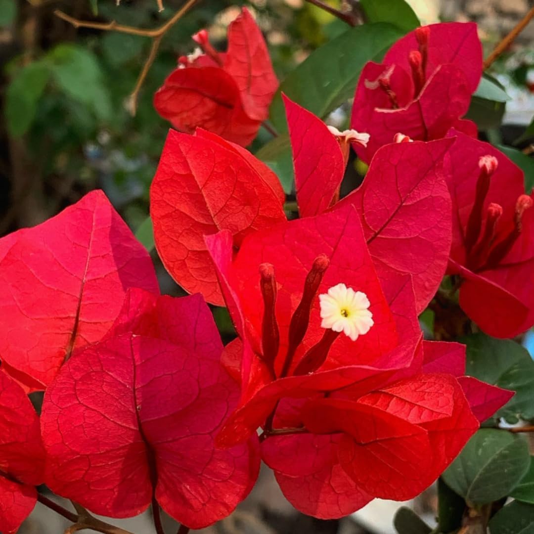 Sets 3 Climbing Bougainvillea Plants Live for Full Sun Trellis Tree, Shrub or Vine Bougainvillea Vibrant Bloom, Very Hardy, 5-9" Tall, Vibrant Red