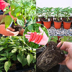 Serrano Pepper Plants Live for Planting, in 4" Pot, Hot Chili Pepper for Indoor and Outdoor Growing