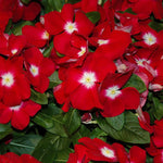 3 Random Vinca Flower Plants, Minor Periwinkle Live Plants for Outdoor Planting, Bloom in 4 Inches Pot, Can Grow as Trailling Plant