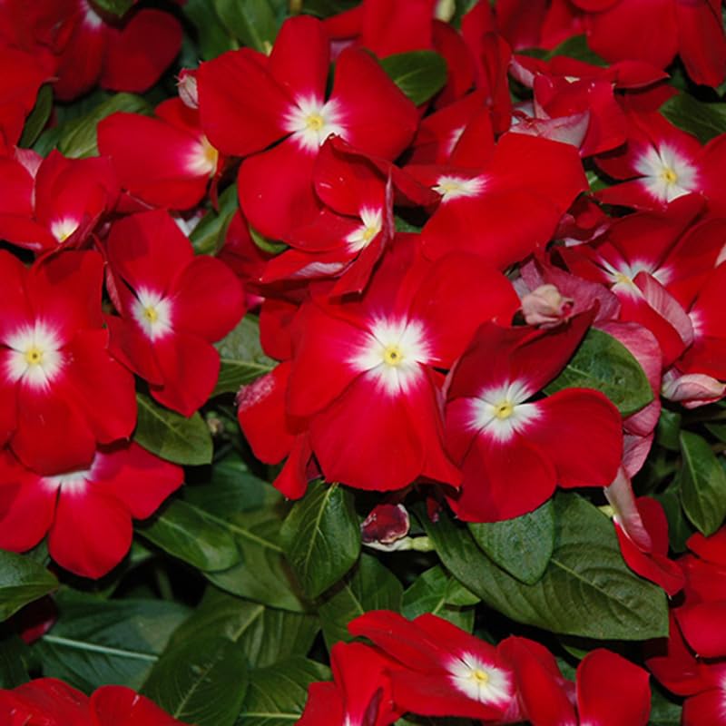 3 Random Vinca Flower Plants, Minor Periwinkle Live Plants for Outdoor Planting, Bloom in 4 Inches Pot, Can Grow as Trailling Plant