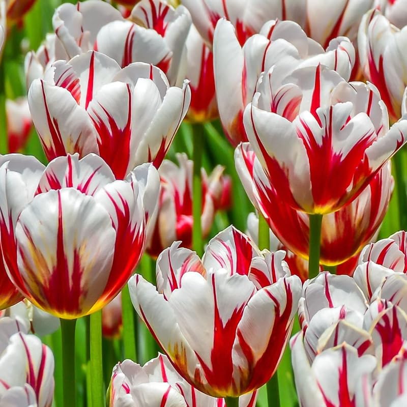 Tulip Bulbs for Planting, 20 Rembrandt Tulip Bulbs Mixed Colors, Ready to Grow Perennial Tulips