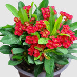 Potted Red Crown of Thorns Plant Euphorbia Milii Tree 6-12 Inc Tall, Cold Hardy Crowns of Christ Houseplant Succulents, Year-Round Flower Blooms