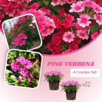 Set of 2 Pink Verbena Plant Live, Perennial Verbena Flowers, Pink Flower Plant, 5-7 Inches Tall for Outdoor Gardening