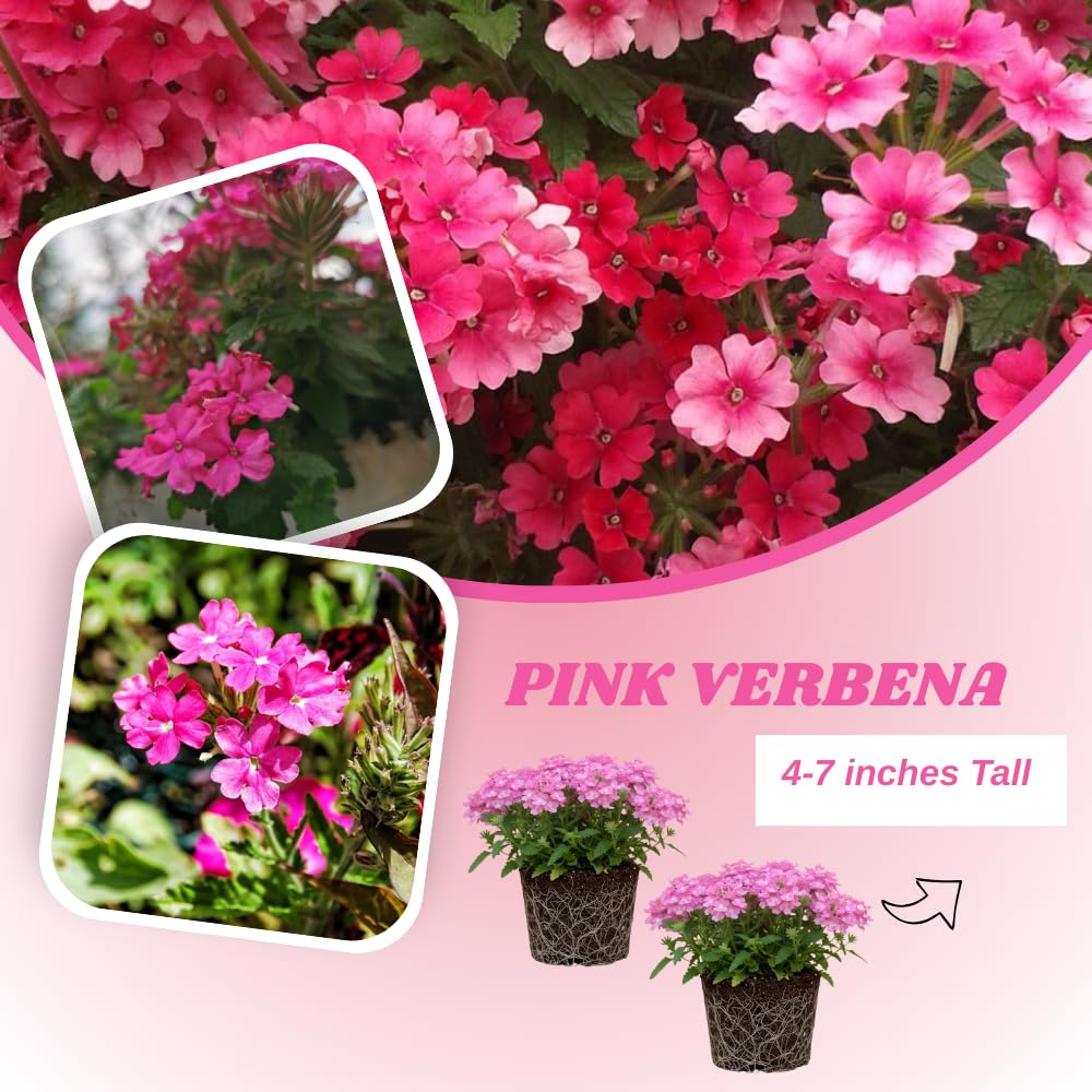Set of 2 Pink Verbena Plant Live, Perennial Verbena Flowers, Pink Flower Plant, 5-7 Inches Tall for Outdoor Gardening