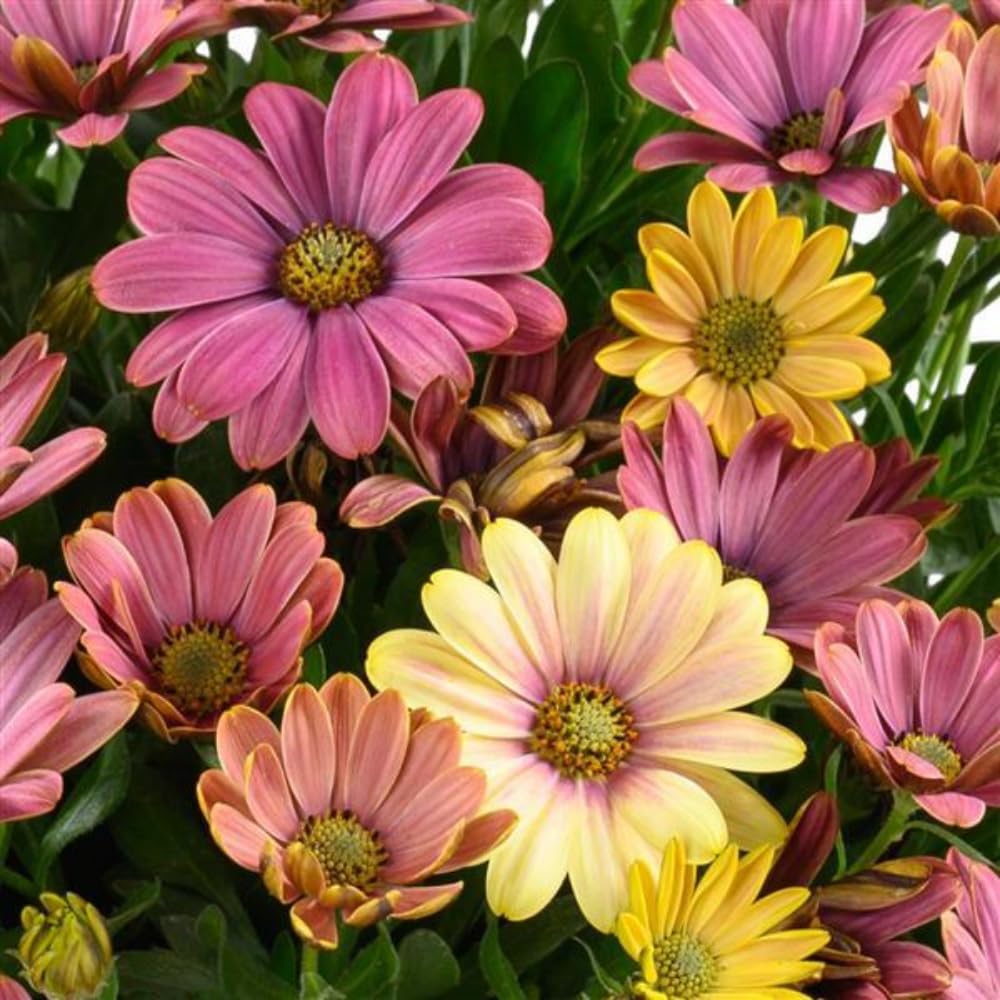 4 Osteospermum Plants, African Daisy Live Plants, 3-5 Inches, Perennial Mix Blooms, Spring to Summer Flowers (Mix)