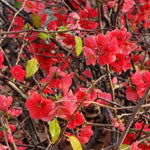 Red Flowering Quince Live Plant Shrub 5 Inch Pot, Chaenomeles Japonica for Yard Garden, Quince Flower Plant 6-8" Tall