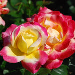 Rose Bush Live Plant, 5-9 Inch Tall, Fragrant Rose Flowers Tree, Well-Rooted Ready to Plant Outdoor Indoor (Peace Rose)