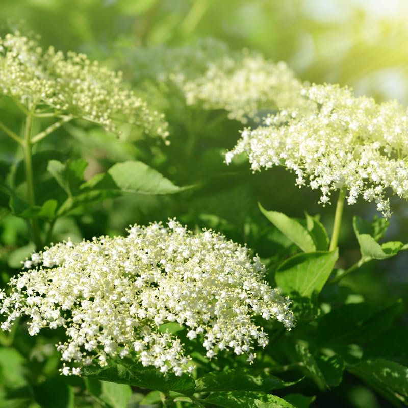 2 Black Elderberry Plants Live for Planting 6 to 12 Inch Tall, American Elderberry Trees Live Plants, Sweet Elderberries Fruit