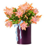 Salmon Christmas Cactus Plants Live, Thanksgiving Cactus Easter Cactus Plants Live, Well-Rooted Cold Hardy, Holiday Cactus for Indoor Outdoor Planting, 4-8 Inc Tall, Starter Tree
