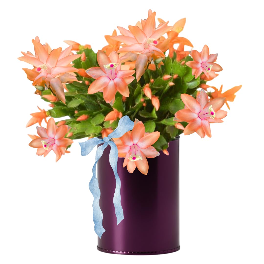 Salmon Christmas Cactus Plants Live, Thanksgiving Cactus Easter Cactus Plants Live, Well-Rooted Cold Hardy, Holiday Cactus for Indoor Outdoor Planting, 4-8 Inc Tall, Starter Tree