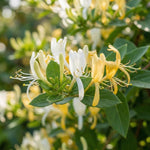 6 Yellow Honeysuckle Cuttings 8–10 Inches, Honeysuckle Vine Plant Cuttings, Fragrant Flowering Climbing Plant for Outdoor Growing