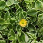 Yellow Delosperma Ice Plant, Hardy Perennial Succulent Live Plant, Ground Cover Outdoor Garden 5-8 Inches