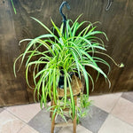 Set 2 Curly Spider Live Plant, Green Curly Spider Plants Live, Vine Houseplant Live for Planting, 4 to 6 Inches Tall