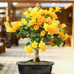 2 Yellow Bougainvillea Plants Live, Flowering Bougainvillea Vine for Outdoor Garden or Trellis, 5-9 Inch Tall, Very Hardy