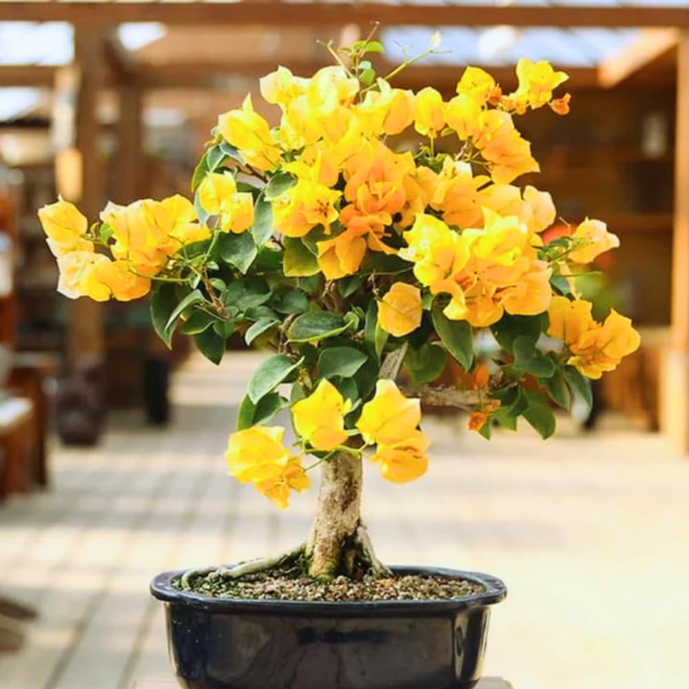 2 Yellow Bougainvillea Plants Live, Flowering Bougainvillea Vine for Outdoor Garden or Trellis, 5-9 Inch Tall, Very Hardy