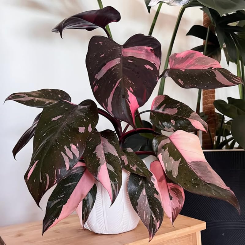 Rare Variegated Pink Philodendron Plant Live Indoor, 5-9" No Pot, Tropical House Plant for Indoor, 5-9" No Pot Home Décor Houseplants