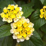 2 Yellow White Lantana Plants Live, Colorful Perennial, Long-Blooming and Very Hardy, Size 5 to 12 Inches in Tall, Well-Rooted, Outdoor Planting