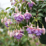 Set 2 White Purple Fuchsia Plants Live 4-7 Inches Tall, Colorful Hanging Flower Plants for Patio, Garden and Containers