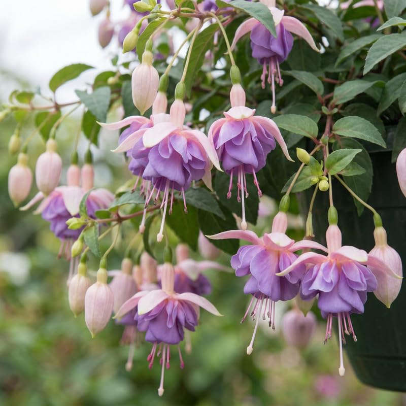 Set 2 White Purple Fuchsia Plants Live 4-7 Inches Tall, Colorful Hanging Flower Plants for Patio, Garden and Containers