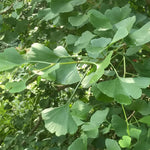 1 Year Old Ginkgo Tree Live Plant in Quart Pot, Well Rooted Ginkgo Tree Plant Live, Ready to Grow