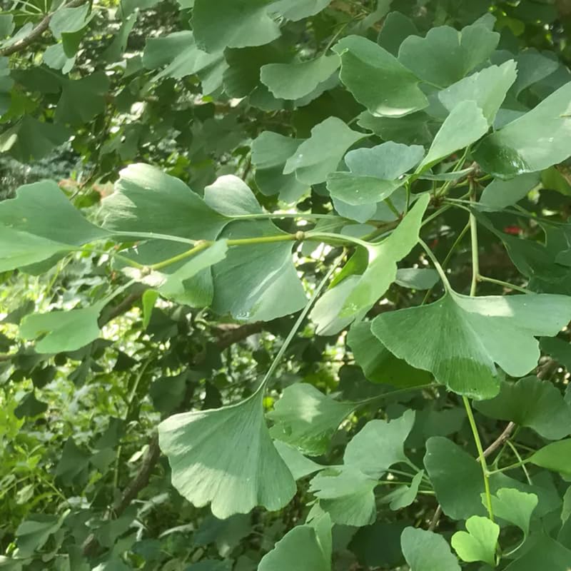 1 Year Old Ginkgo Tree Live Plant in Quart Pot, Well Rooted Ginkgo Tree Plant Live, Ready to Grow