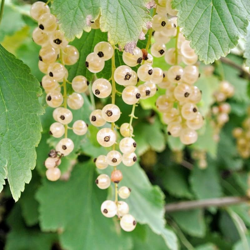 Currant Plant Live, Currant Bush Live Plant, 5-11 Inch Tall, Currant Berries Currant Tree, Currant Fruit Well Rooted (White Currant)