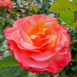 Rose Plant Live, Hybrid Tea Rose Bush Live Plant, 5-9 Inch Tall, Fragrant Flowers Shrub Ready to Plant Outdoor, No Pot, Well-Rooted (Color Rose)