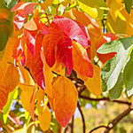 Fragrant Sassafras Tree Live Plant, 8-15" Tall Seedling in Pot, Colorful Autumn Foliage, Sassafras Plant for Landscaping