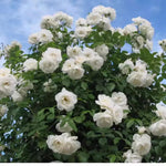 White Climbing Rose Live Plant, 6 Months Old Starter, Fragrant Purple Climbing Roses for Planting Outdoor, No Pot