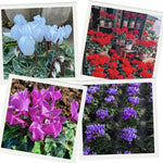 2 Random Cyclamen Plants Live in 4" Pot, Already Bloom in Vibrant Color, Easy to Care for Indoor or Garden Flowering Houseplant