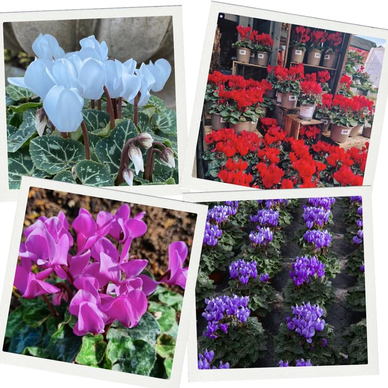 2 Random Cyclamen Plants Live in 4" Pot, Already Bloom in Vibrant Color, Easy to Care for Indoor or Garden Flowering Houseplant