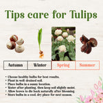 5 Tulip Bulbs for Spring Planting, Ice Cream Tulip Bulbs for Fall Planting, Flower Bulbs Growing