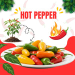 Red Pepper Plants Live, Hot Pepper Seedling from 4 to 7 Inches Tall, Easy for Planting Year-Round, 2 Plant Per Pot, Zones 9-11