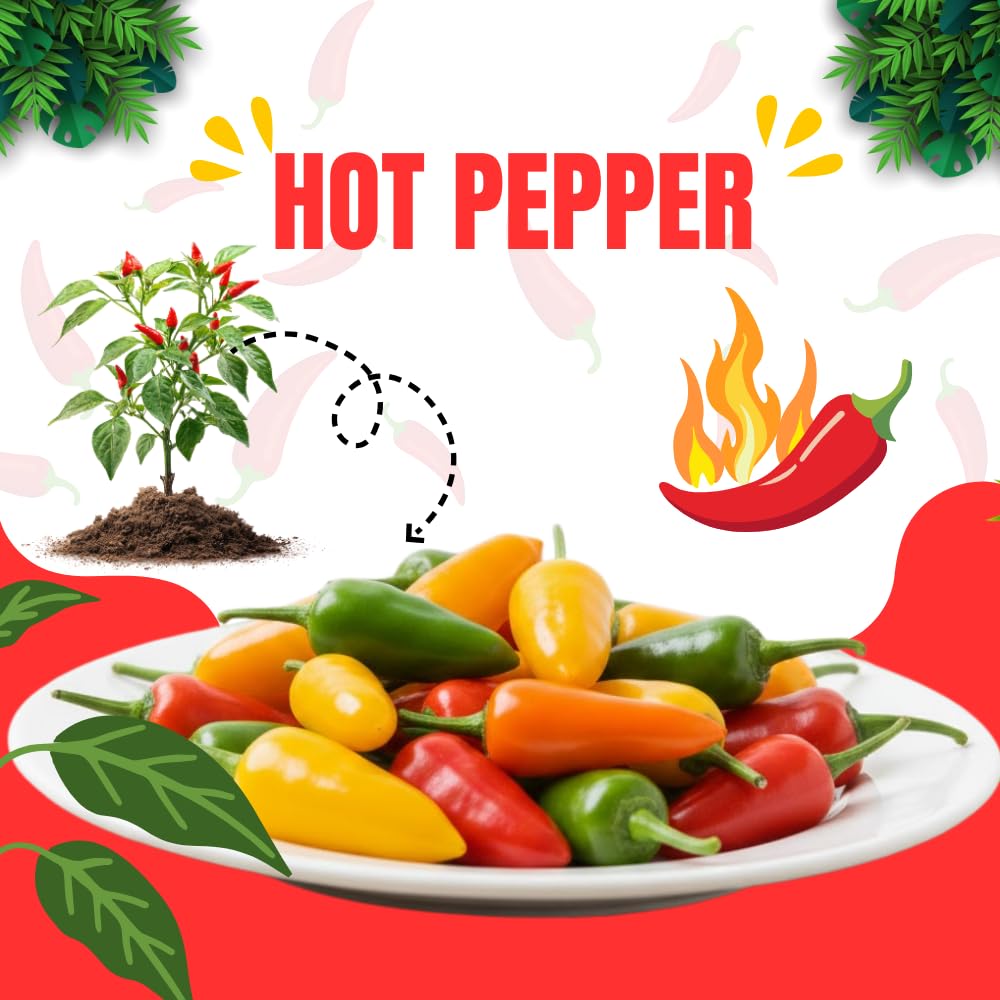 Red Pepper Plants Live, Hot Pepper Seedling from 4 to 7 Inches Tall, Easy for Planting Year-Round, 2 Plant Per Pot, Zones 9-11
