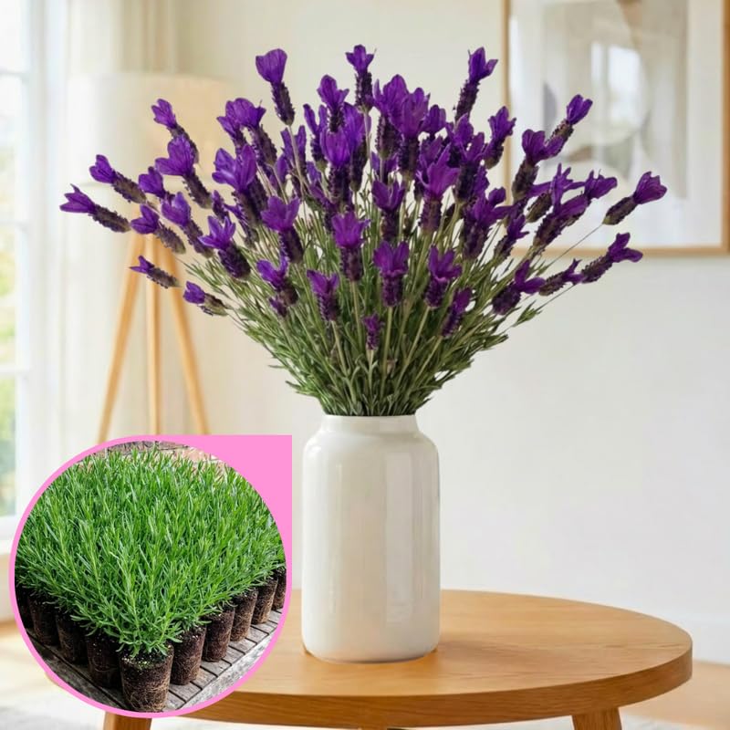 4 Spanish Lavender Plants Live for Outside Planting, Perennial Bloom, Live Lavender Plants 5–9 Inches Tall with Fragrant Flowers for Spring Growing