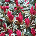 2 Azalea Plants Live 5-9" in Tall, Silver Rhododendron Tree Live Plants Like, Established Root, Vibrant Bloom, Red Variegated
