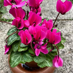 2 Pink Cyclamen Plants Live in 4" Pot, Already Bloom in Vibrant Color, Easy to Care for Indoor or Garden Flowering Houseplant