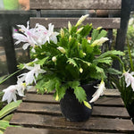 Christmas Cactus Plant Live, Starter Holiday Thanksgiving Cactus Plant for Indoor Outdoor Houseplants, Fasle Easter Cactus Plants Like, Cold Hardy, 5-9" in Tall (White)