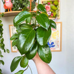 Hoya Quinquenervia Live Plant, Hoya Plants Live Houseplants, Five Veined Foliage, Hoyas Live Plant for Home Decoration, 5 to 7 Inches Tall