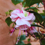 Set 2 of Fuchsia Plants Live, Pink Flower Plants, 4 to 5 Inches Tall Live Plant