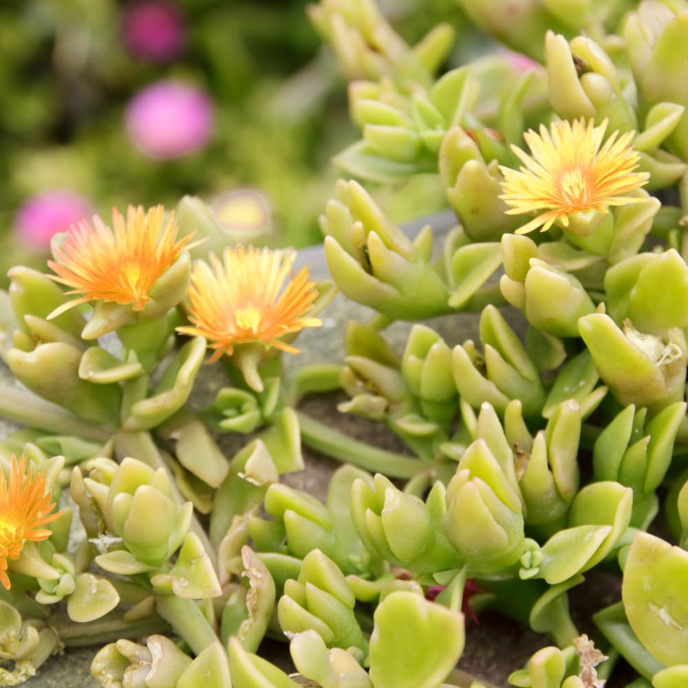 Yellow Ice Plant Live, Perennial Ice Plant Ground Cover for Planting 4 Inch Pot