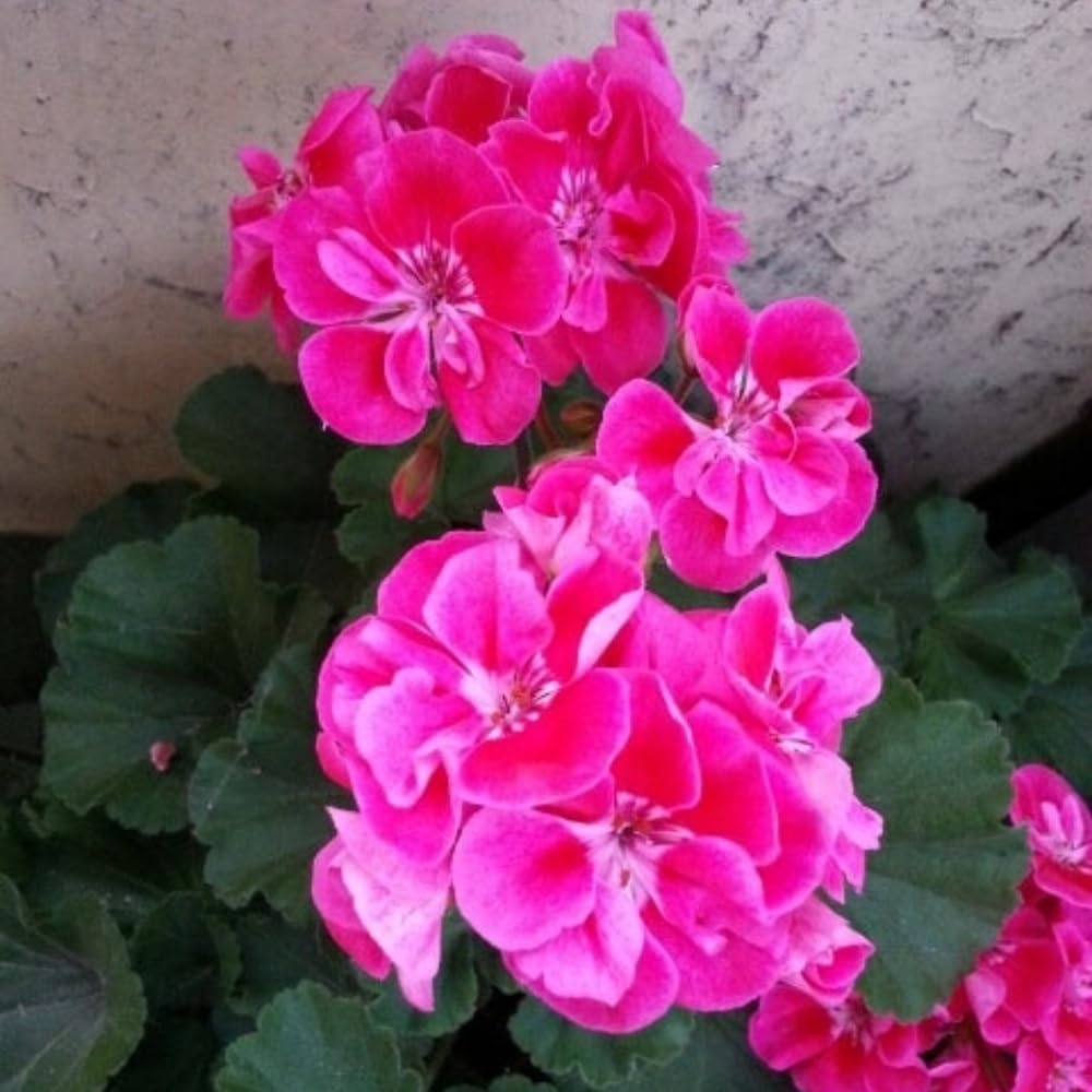 4 Geranium Plants Live from 5 Inc to 8 Inc Tall, Pink Flower Plant Live, Geranium Live Plants Gardening