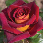 Climbing Rose Live Plant, 6 Months Old Starter, Fragrant Purple Climbing Roses for Planting Outdoor, No Pot (Dark Night)