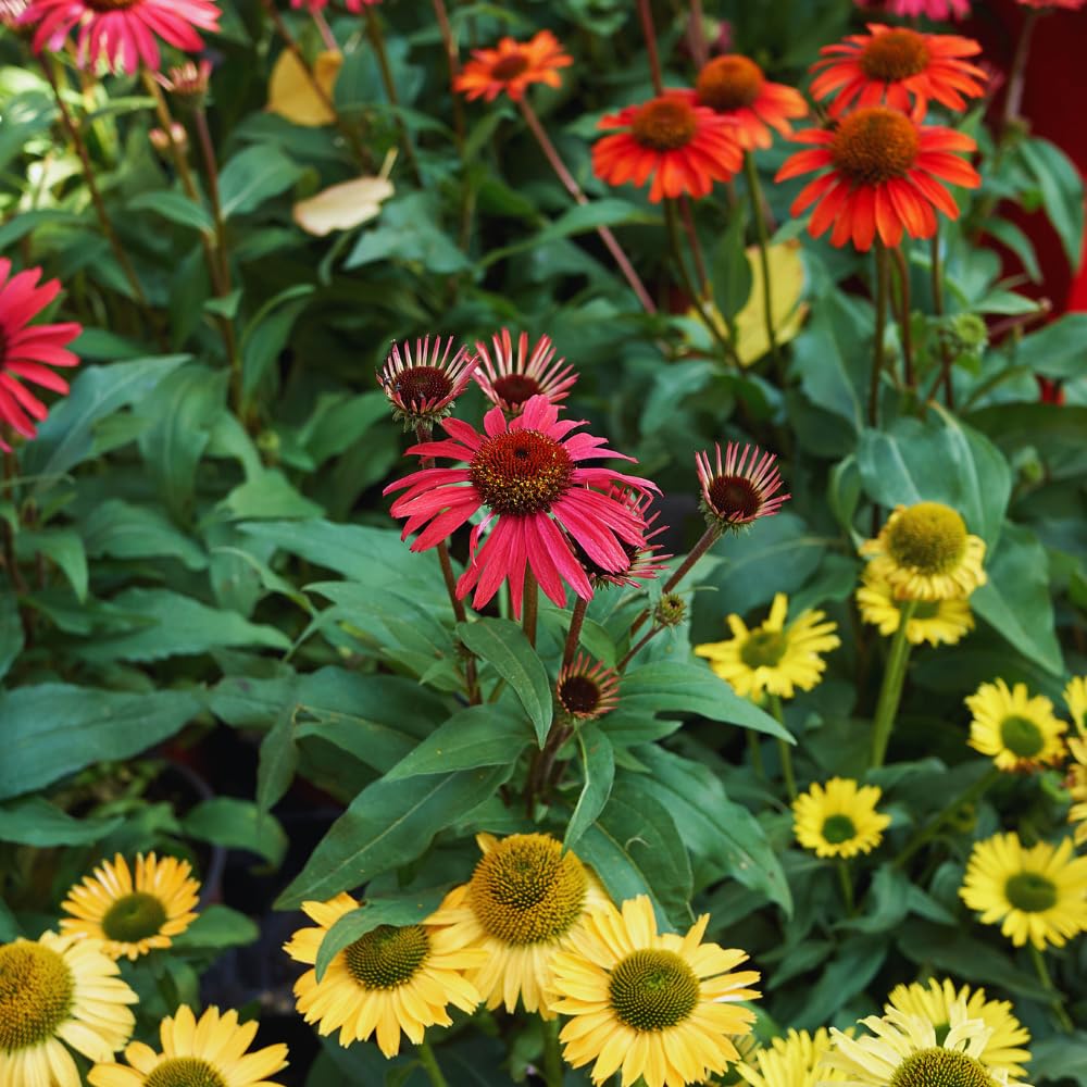 Combo 6 Echinacea Plants Roots, Yellow Coneflower Plant Live Indoor, 5 to 6 Inc Tall, Echinacea Flower Plant Gardening
