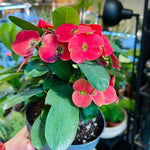 Euphorbia Crown of Thorns Plant, Red Crown of Thorn Plant Live, Succulent Houseplant 4-7 Inches