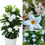 Mandevilla Plant Live, 4 to 7 Inc Tall Seedling, White Mandevilla Vine Plants, Perennial Flower Mandevilla Starter Plant Indoor Outdoor Garden