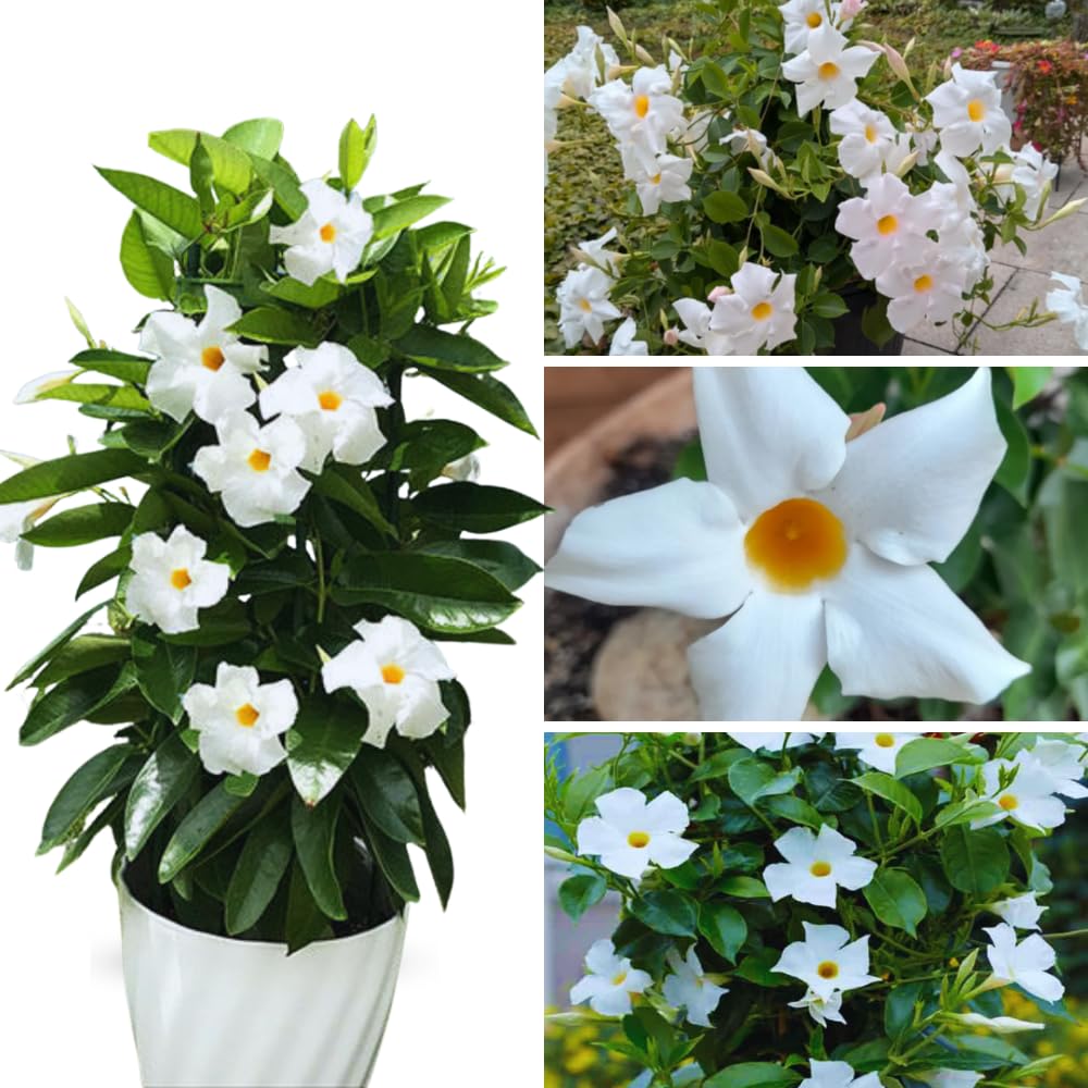Mandevilla Plant Live, 4 to 7 Inc Tall Seedling, White Mandevilla Vine Plants, Perennial Flower Mandevilla Starter Plant Indoor Outdoor Garden