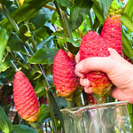 4 Zingiber Zerumbet Shampoo Ginger Roots, Awapuhi Fresh Ginger Rhizomes, Red Ginger Lily Pinecone Ginger to Grow Your Garden